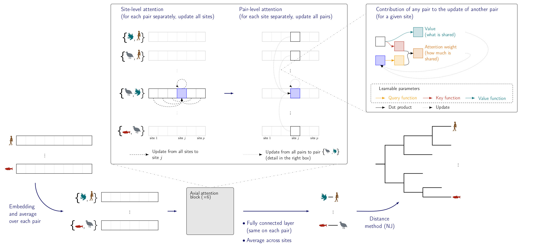 Phyloformer: towards fast and accurate phylogeny estimation with self ...